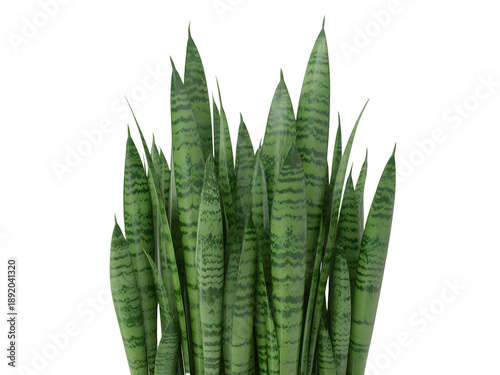 Isolated sansevieria snake plant with background removed
