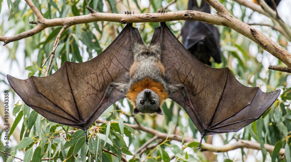 Obraz premium Fruit bat wildlife tree nipah virus hanging quietly above viewer feeling eerie