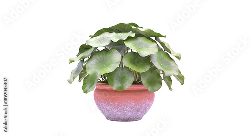 Potted Water Plant with Large Green Leaves