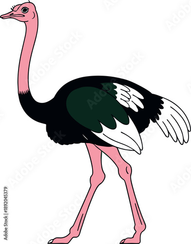 Flat vector illustration of a tall ostrich bird with pink neck and legs isolated on white background for wildlife nature animal design.