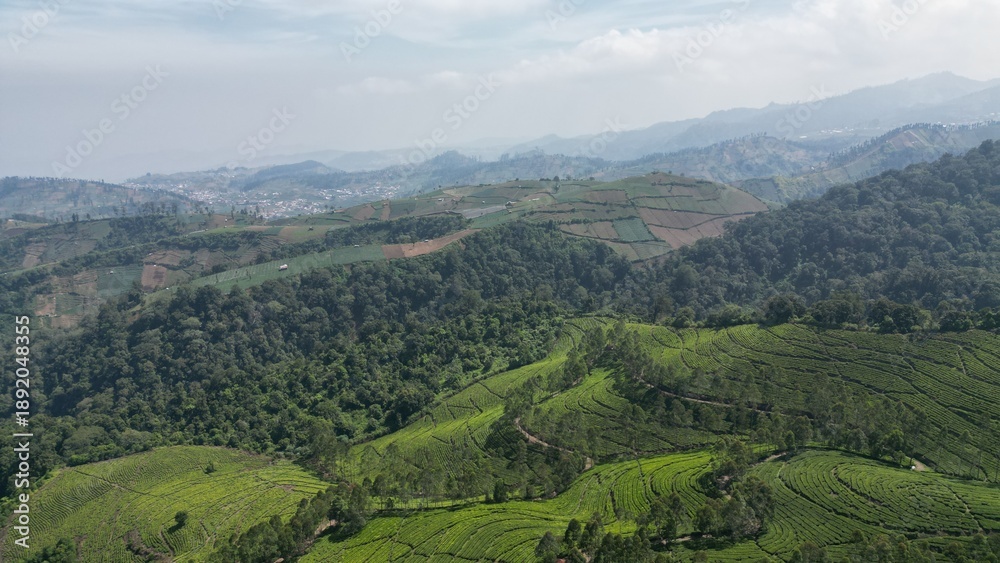 Fototapeta premium Aerial Mountain Tea Plantation with Terraced Green Fields and Forest