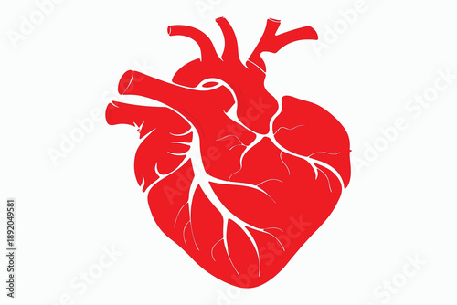 Red human heart illustration with branching vessels, symbolizing anatomy, cardiovascular health, and medical awareness.