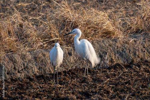 Egret