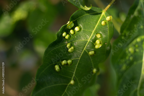 Tableau sur toile Macro photography of a green leaf infected with plant galls caused by insects or