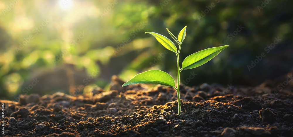 Fototapeta premium small green plant is growing in the dirt