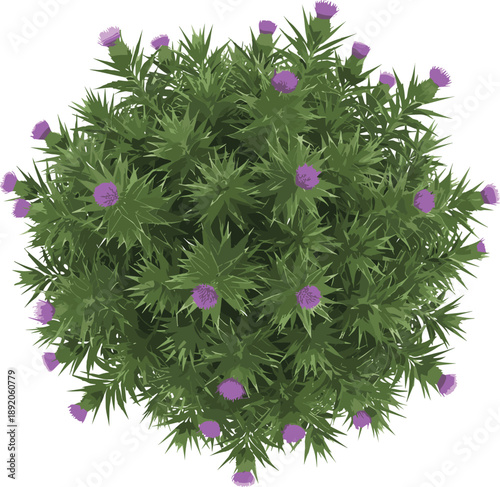 Top View Vector Illustration of a Flowering Thistle Bush with Purple Blooms and Green Spiky Leaves for Nature and Botanical Design,