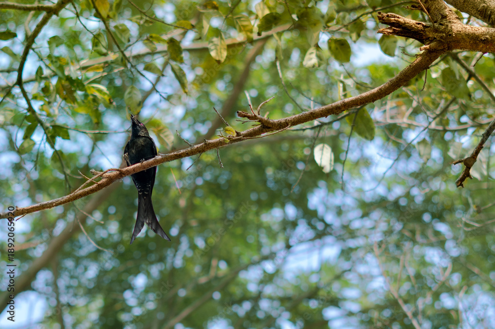 Obraz premium bird on a branch