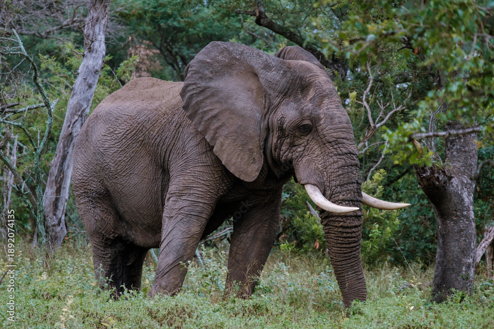 Fototapeta premium Majestic elephant wandering through lush greenery in Kruger National Park, South Africa