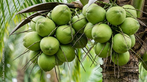 Fresh green coconuts hanging from palm tree in tropical setting