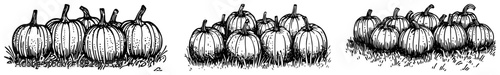 Collection of pumpkin patches in grass for autumn harvest and halloween
