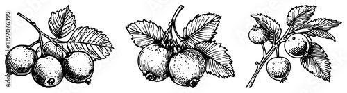 Hand drawn botanical berry branches and leaves collection in engraving style