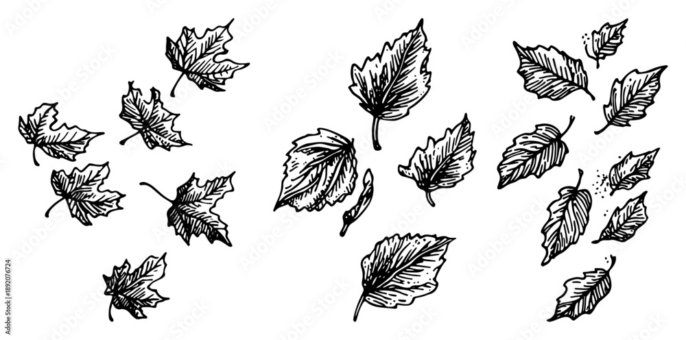 Fototapeta premium Collection of falling autumn leaves scattered in the wind sketch style