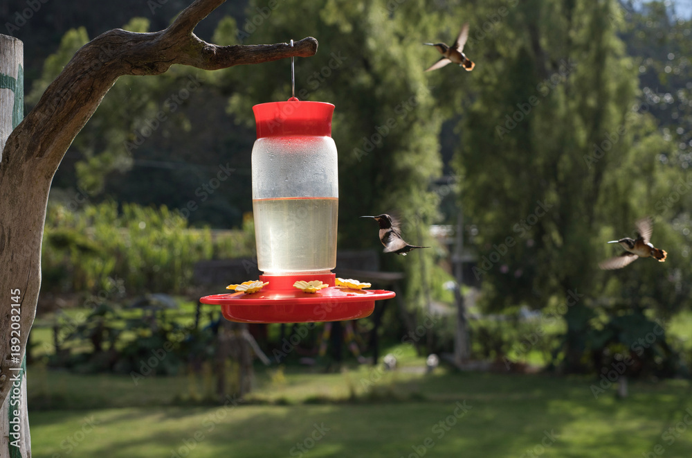 Obraz premium Hummingbirds flying around a red bird feeder in nature