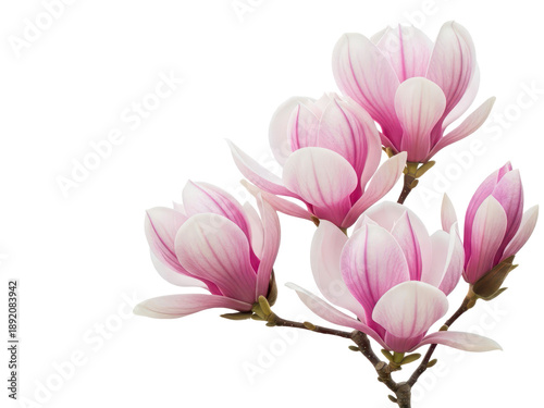 Beautiful pink magnolia flowers on a branch isolated on transparent background with green leaves and stems