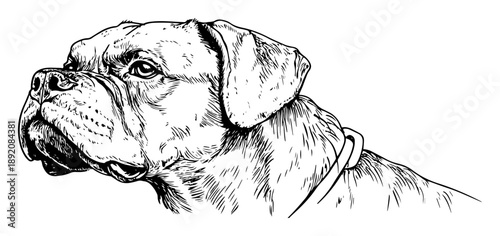 detailed head portrait of boxer dog