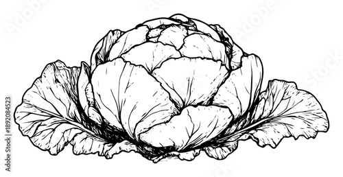 realistic cabbage head botanical sketch