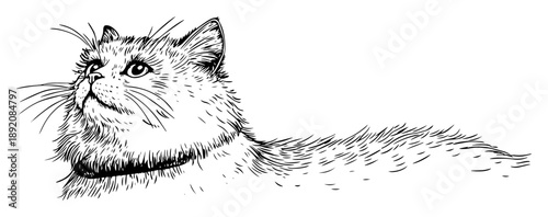 fluffy cat looking up hand drawn