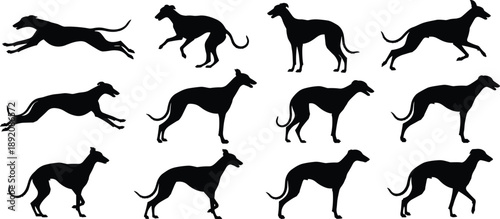 Running dog silhouette collection with various poses isolated on white background, greyhound canine motion animal illustration
