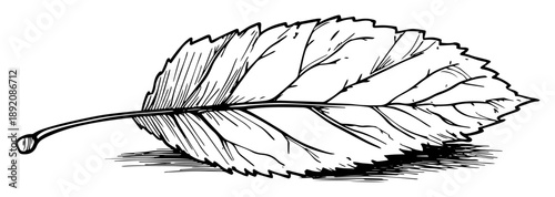 realistic leaf drawing with visible veins