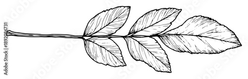 realistic botanical branch with detailed leaves