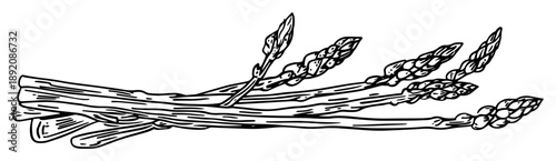 hand drawn asparagus vegetable bundle sketch