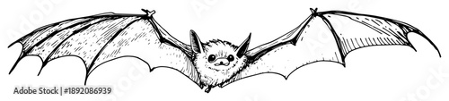 bat flying with wings spread ink drawing