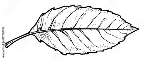 single leaf with detailed veins hand sketch