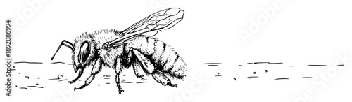 realistic honey bee walking on surface drawing
