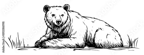 bear lying down on ground resting sketch