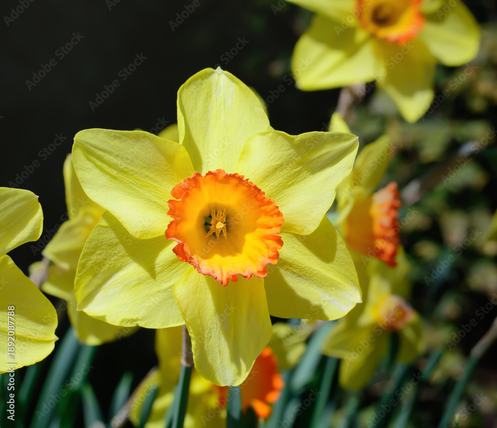 Obraz premium The heart of a yellow daffodil flower