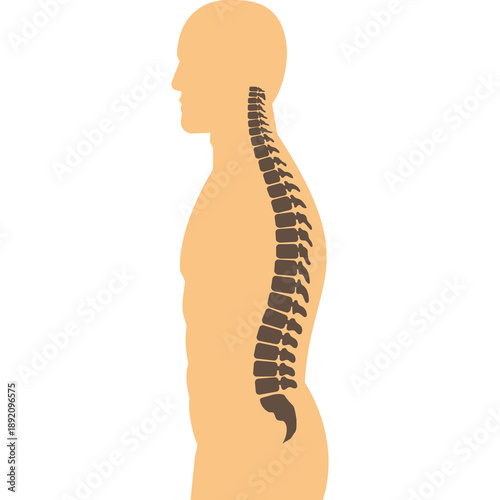 Human spine and back icon illustrating the skeletal system, posture, chiropractic care, and spinal health. Perfect for medical, orthopedic, physiotherapy, and healthcare-related design projects.