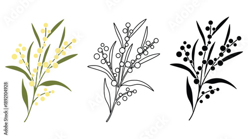 An illustration of Acacia pycnantha, also known as the golden wattle, in three different styles.