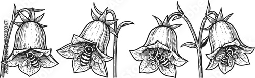 bee pollinating bell shaped flowers hand drawn insect and floral nature vector illustration garden wildlife and spring blossoms concept