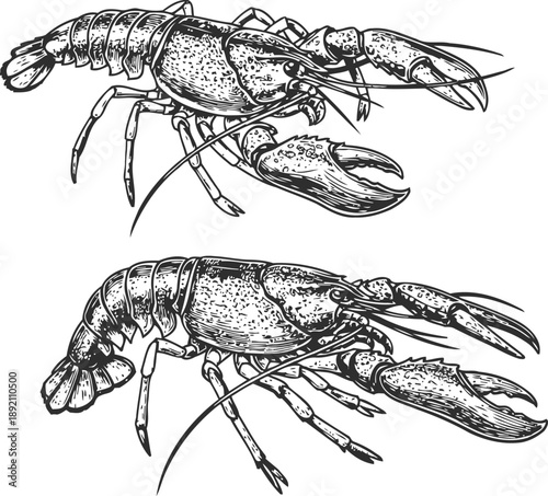 Detailed hand drawn crayfish illustration in black and white line art isolated on white background