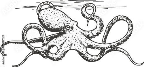 Detailed black and white octopus illustration with eight tentacles and textured body, underwater creature