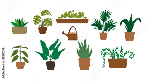 green houseplants modern colorful elements nature floral plant