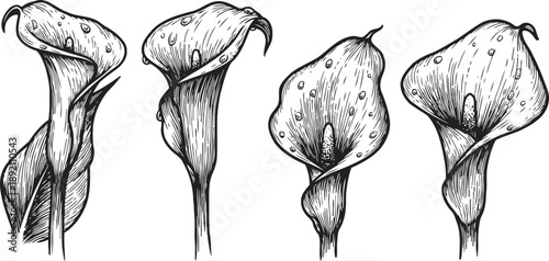 set of elegant calla lilies hand drawn, floral botanical sketches, black and white illustrations