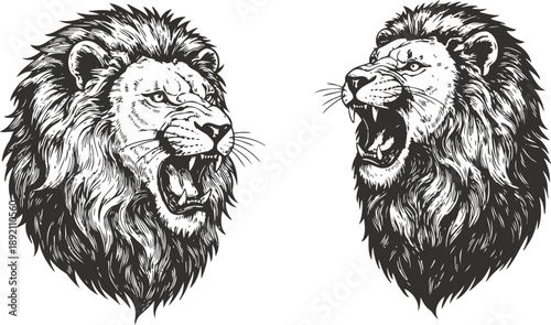 Fierce lion heads roaring wild predator with detailed mane, intense expression, and sharp teeth illustration
