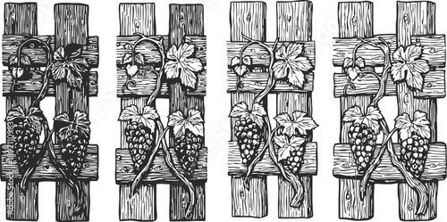 Vintage grapevine illustrations on wooden fence panels with leaves and grape clusters