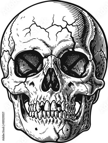 Detailed cracked human skull illustration with teeth and shading in black and white