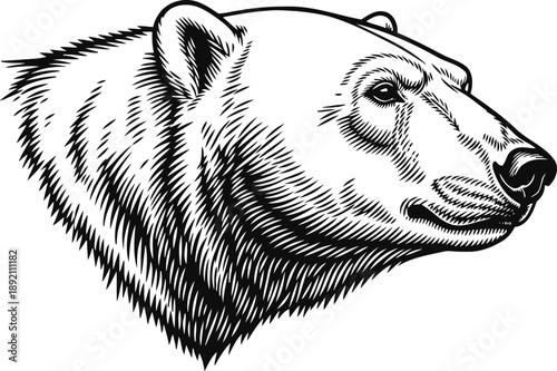Detailed black and white illustration of a polar bear head looking forward with sharp fur texture and calm expression