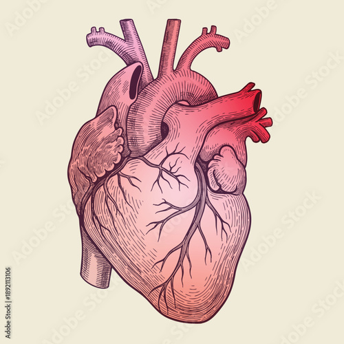 Intricate anatomical heart illustration. Vector illustration