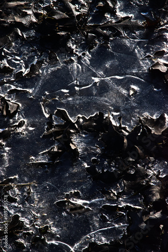 Sunlight on iced over leaves