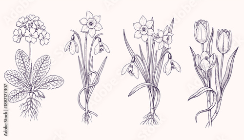 Vintage floral sprig artwork with graceful stems, natural curves, and refined details, perfect for branding.