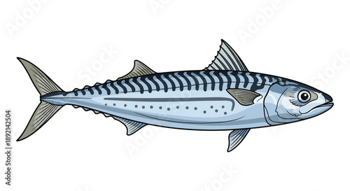 Detailed and realistic vector illustration of an Atlantic mackerel fish with its distinctive striped pattern, isolated on white.