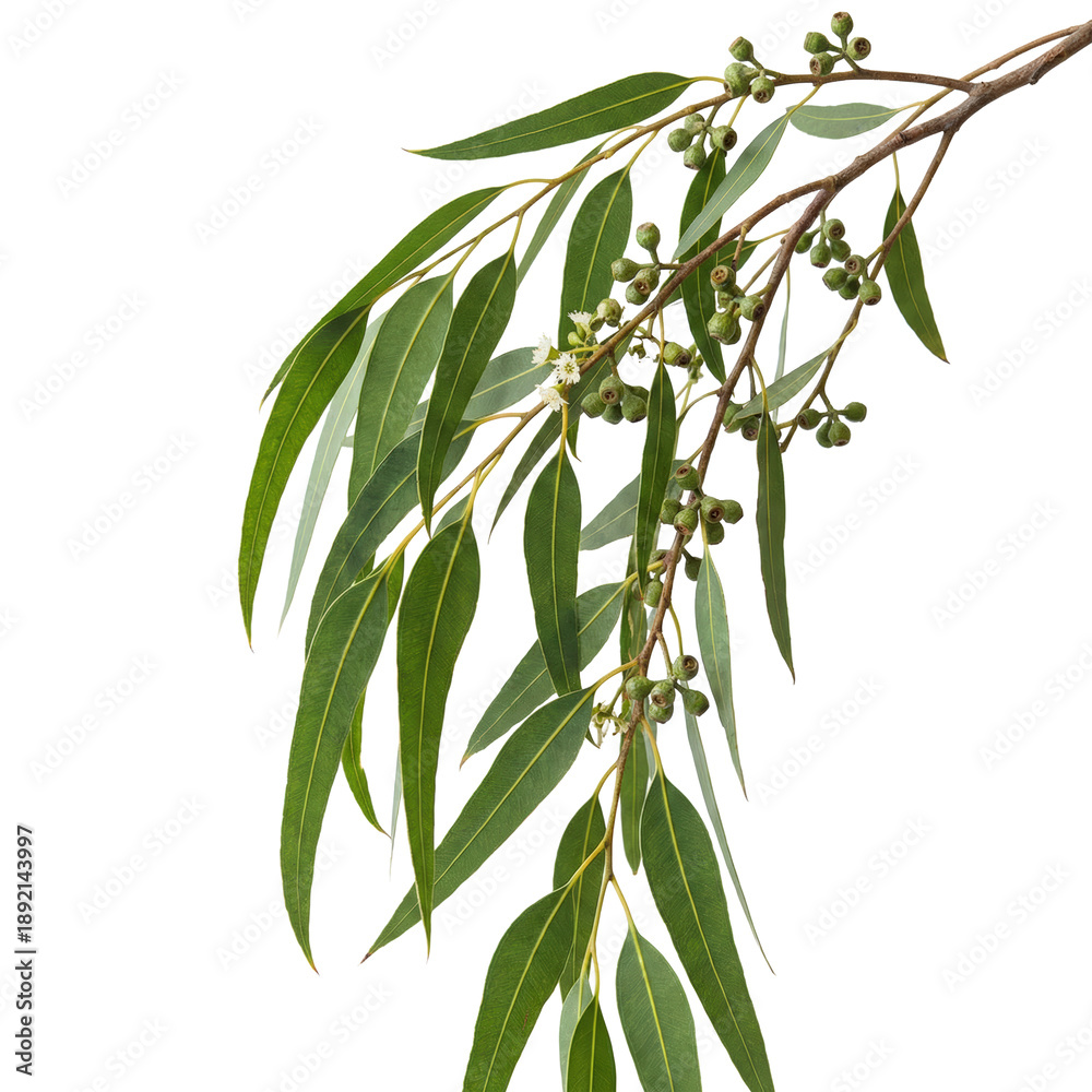 Fototapeta premium Eucalyptus branch with green leaves and buds isolated on transparent background