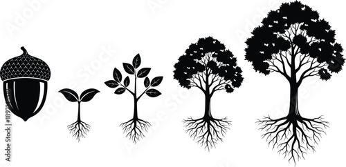 Black silhouette tree growth stages from acorn seed to mature oak with roots isolated on white background, nature life cycle icons.