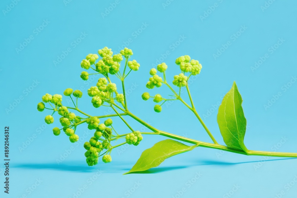 Obraz premium Botanical Delphinium flower stem with small green blossoms and leaves on a blue background, perfect for scientific education, textbook , and social media content