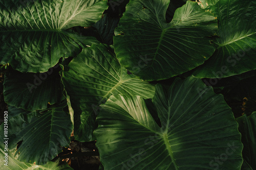 Okinawa tropical nature