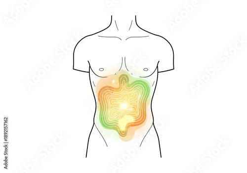 Human Abdomen Heatmap Contour Overlay on Anatomical Outline for Medical Research and Diagnostic Visualization Concepts